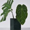 piment-rouge-lighting-manufacturer-evase-losang-m-table-image